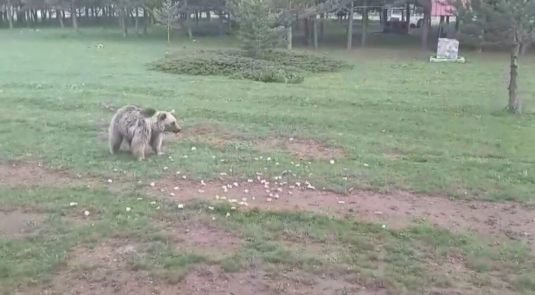 Erzincan’ın Refahiye ilçesi Dumanlı Yaylası’nda Serkan Kelle, Çemşit ismini verdiği