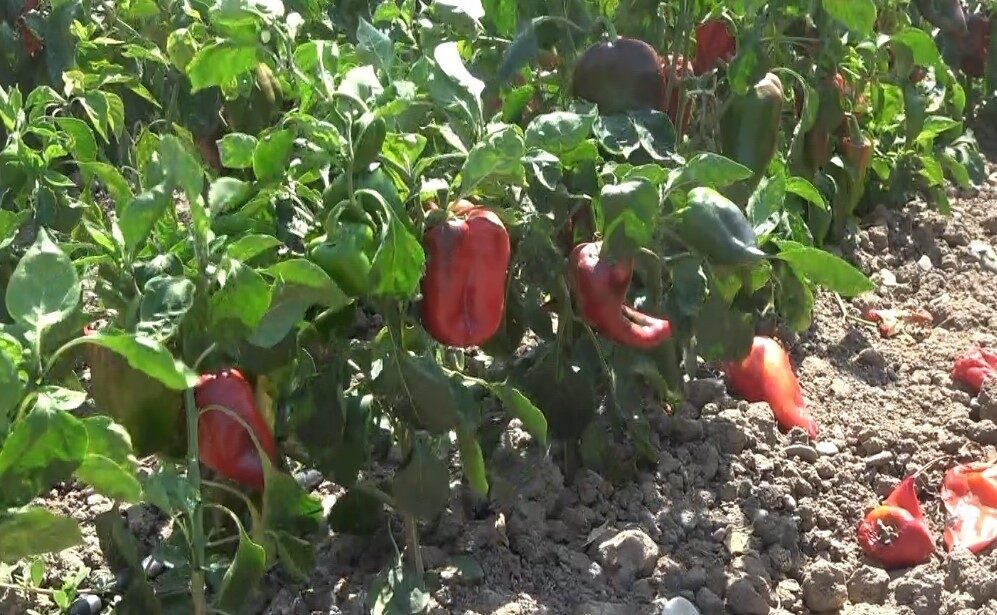 Samsun’un Bafra Ovası’nda 27 bin dönüm arazide ekilen kapya biberinde