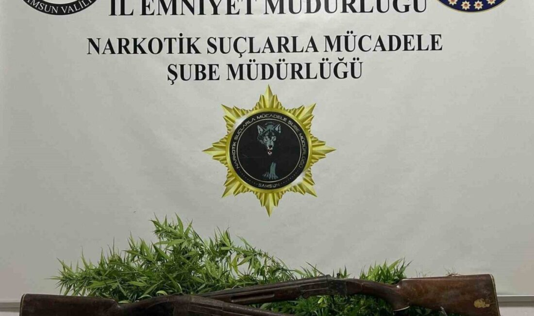 Samsun’un Bafra ilçesinde 33 kök Hint keneviri ele geçirildi. Samsun