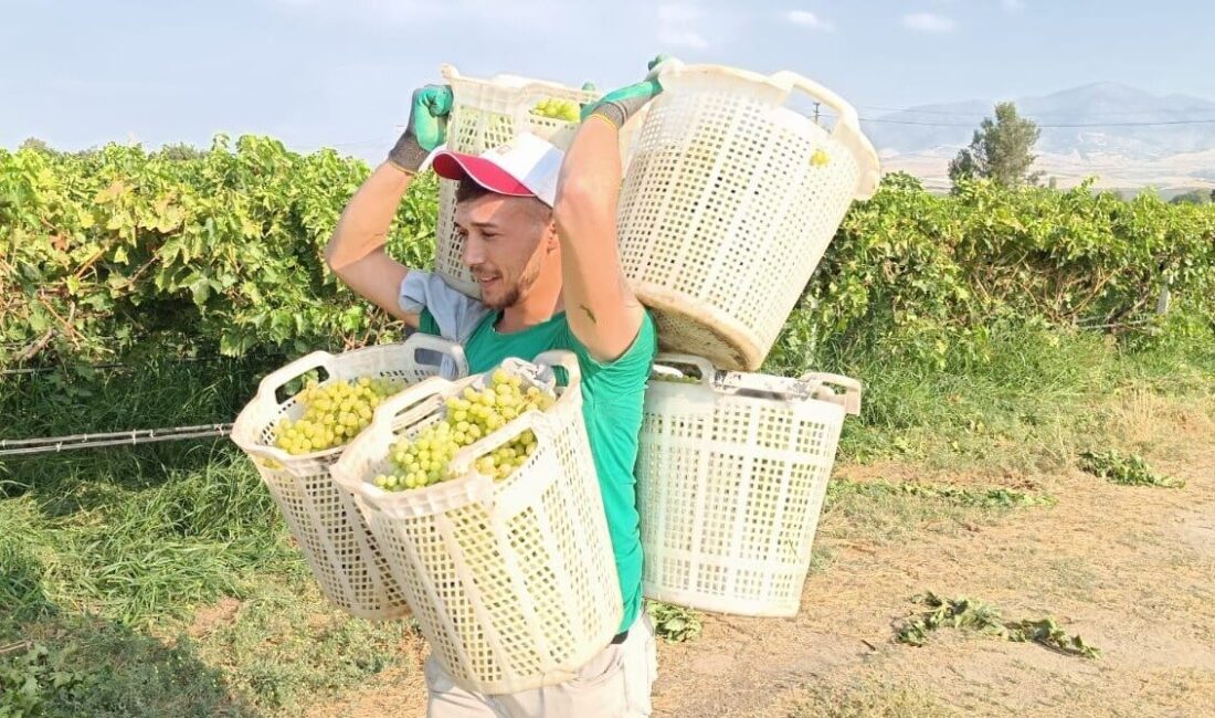 Manisa’nın Sarıgöl Ovası’nda üzüm hasadı sürerken, işçiler arasında gücüyle dikkat