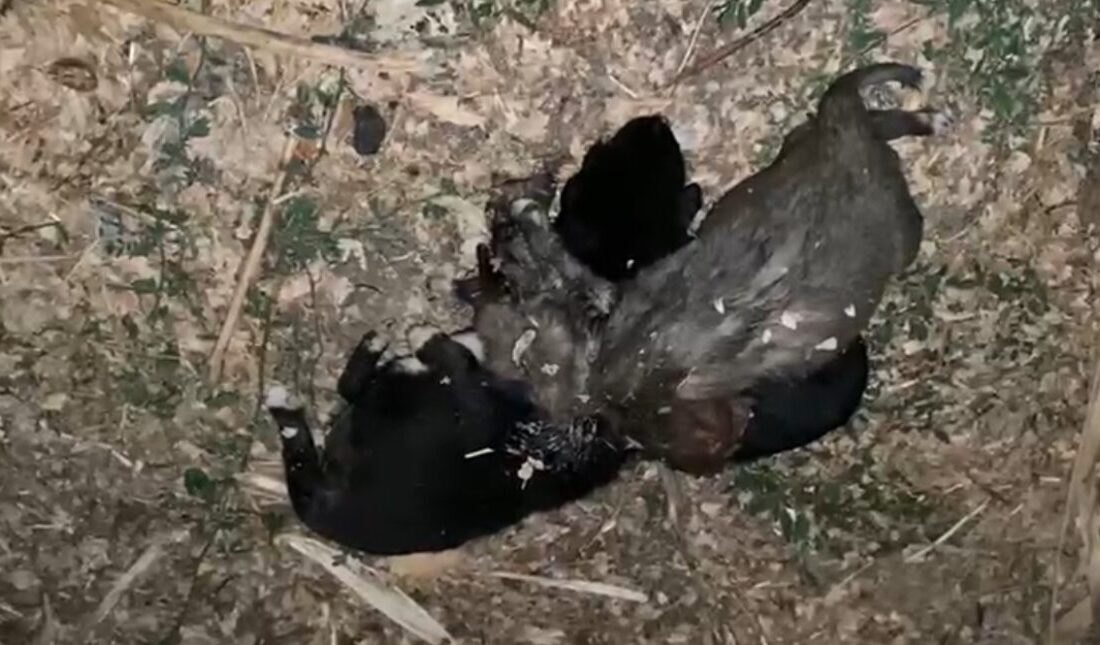 Tokat’ın Zile ilçesinde bir evin bahçesinde iple birbirine bağlanmış ve