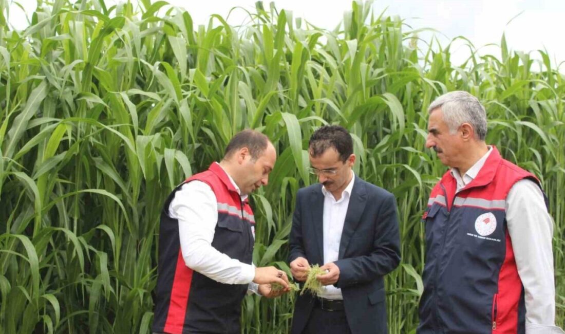 Tokat’ın Pazar ilçesinde TAKE Projesi kapsamında 6 dekar alanda sorgum