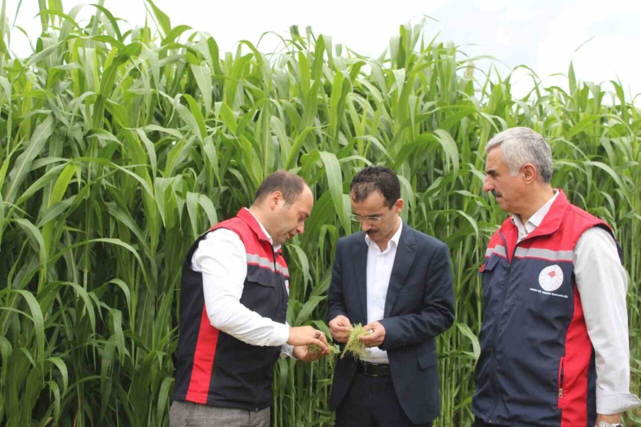Tokat’ın Pazar ilçesinde TAKE Projesi kapsamında 6 dekar alanda sorgum