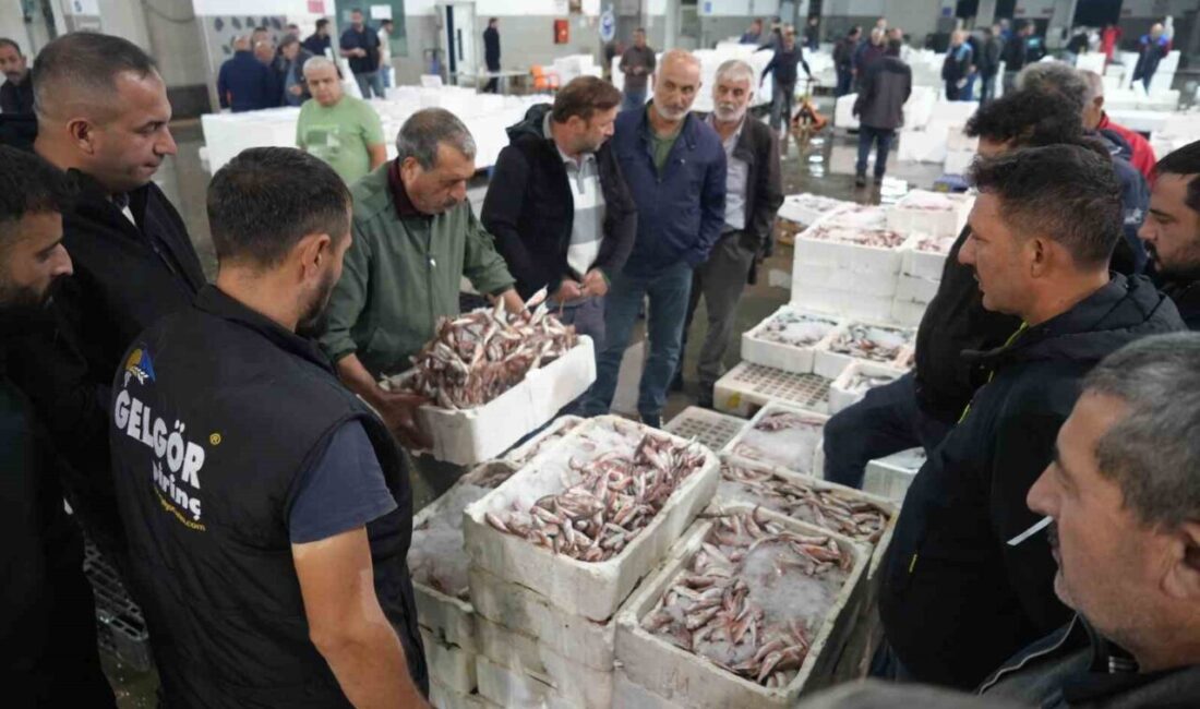 Samsun’da balık halinde gece 03.00’te yapılan mezatta kasalar dolusu mezgit,