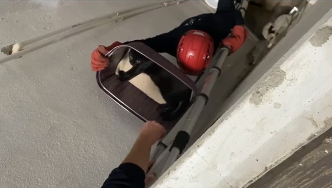 Balıkesir’de beşinci kattan havalandırma boşluğuna düşen kediyi itfaiye ekipleri uzun