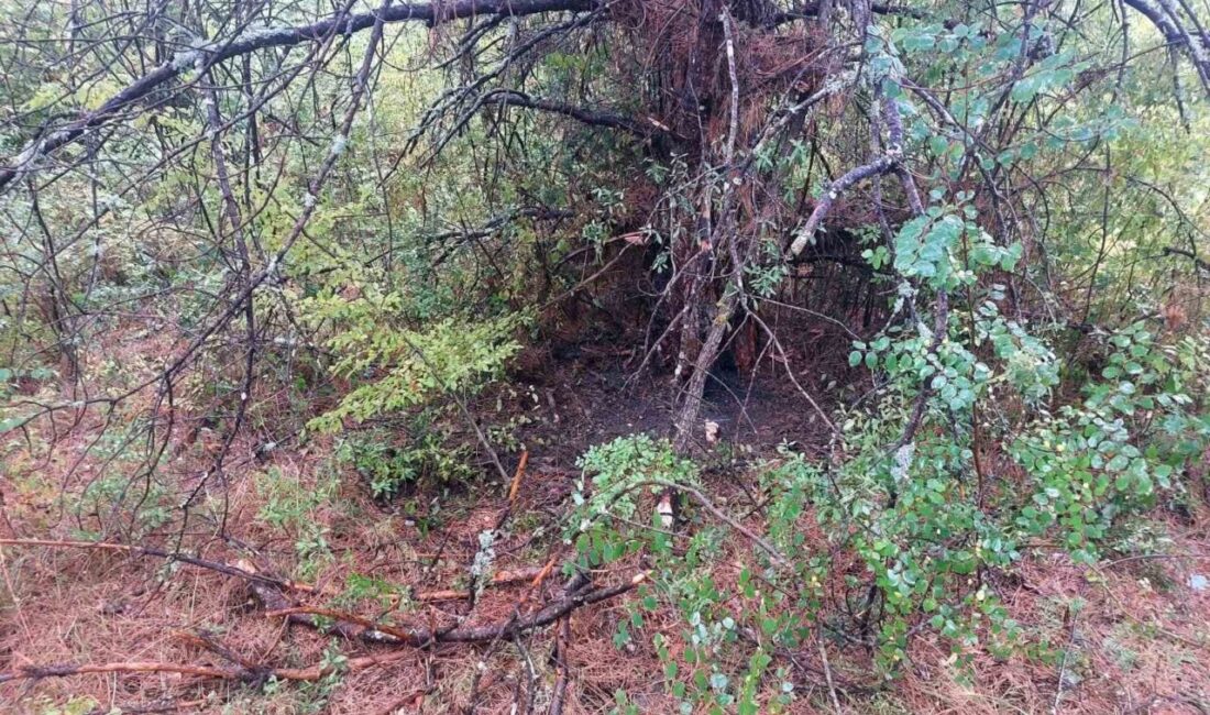 Bartın’da 1 saat içerisinde 4 farklı noltadaki ağaca yıldırım düştü.