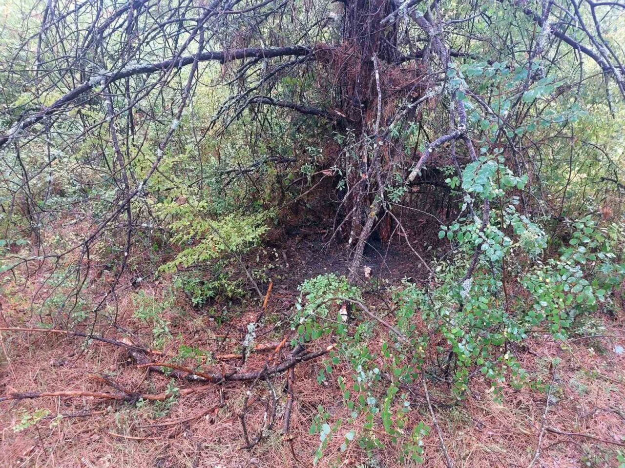 Bartın’da 1 saat içerisinde 4 farklı noltadaki ağaca yıldırım düştü.