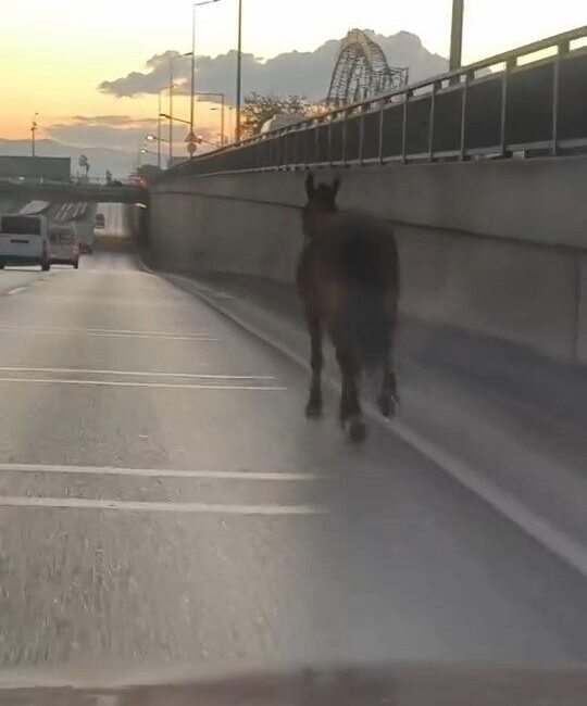 Bursa’da ana yola çıkan başıboş at tehlike saçtı. O anlar