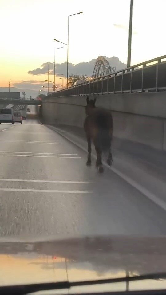 Bursa’da ana yola çıkan başıboş at tehlike saçtı. O anlar