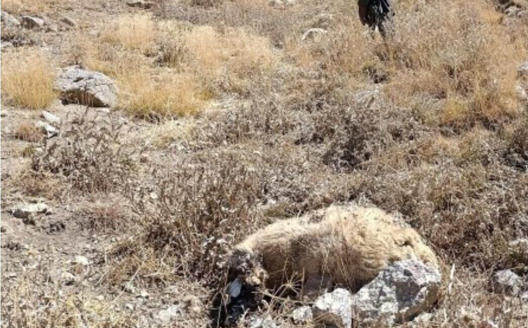 Van’ın Başkale ilçesine bağlı Oğulveren Mahallesi’nde kurtların sürüye saldırması sonucu