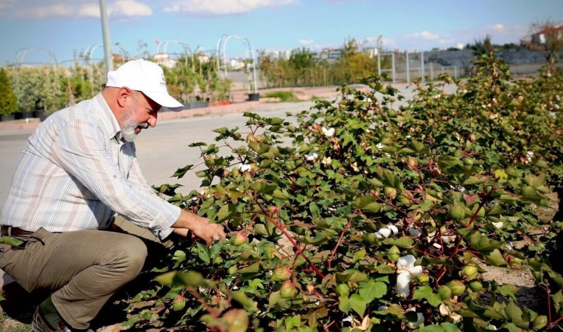 Kocasinan Belediyesi, Türkiye’nin en kapsamlı fidanlığında yürüttüğü üretimle Kayseri’nin yeşil