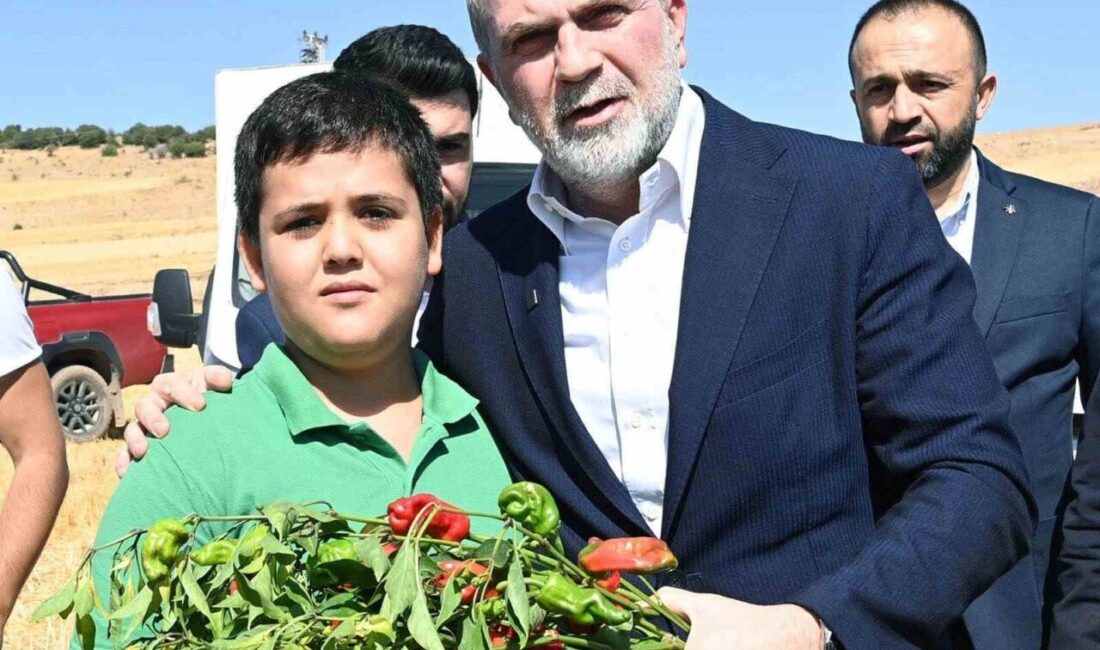 Maraş biberi hasadına katılan ve üretimin 30 bin tona ulaştığında