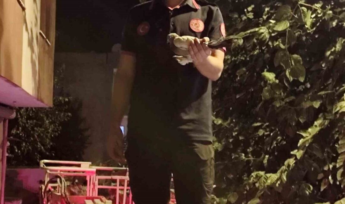 Batman’da bir ağaca dolanan güvercin, itfaiye ekiplerinin müdahalesiyle kurtarıldı. Edinilen