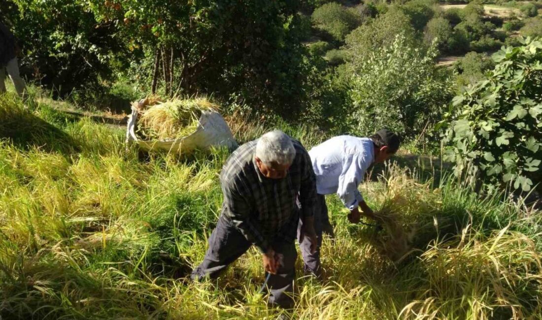Batman’ın Gercüş ilçesine bağlı Gönüllü köyünde çiftçiler, pirinç hasadını asırlardır