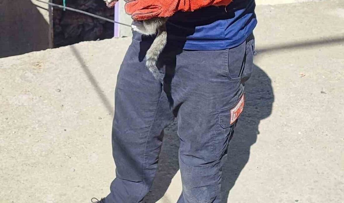 Batman’ın Huzur Mahallesi’nde iki duvar arasına sıkışan kedi, itfaiye ekiplerinin
