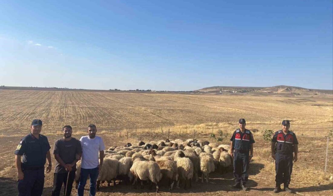 Batman’da ağaç altında uykuya dalan çobanın kayıplara karışan 104 koyunluk