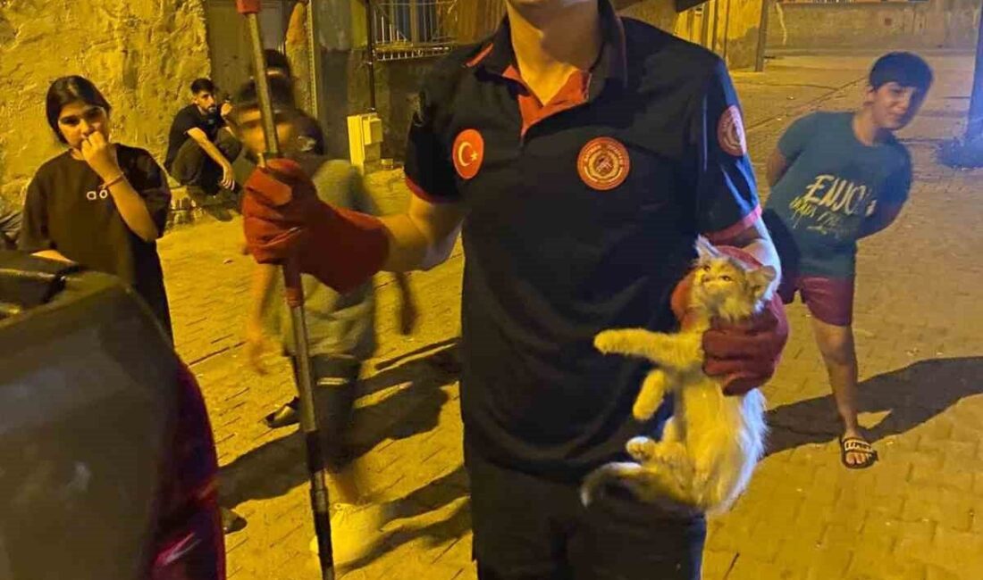 Batman kent merkezinde panoya sıkışan 2 kedi itfaiye ekipleri tarafından