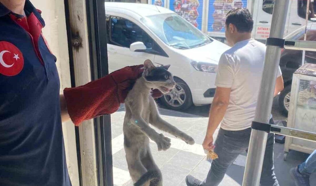 Batman’da bir platform arasına sıkışan kedi, itfaiye ekiplerince kurtarıldı. Edinilen