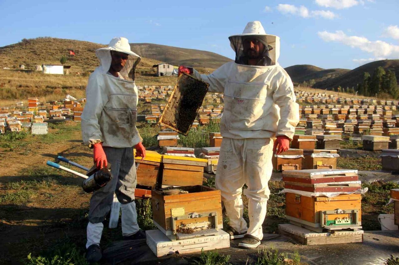 Bayburt’un Aydıntepe ilçesinde arıcılar bal sağımını sürdürüyor. Yüksek rakımda sürdürülen