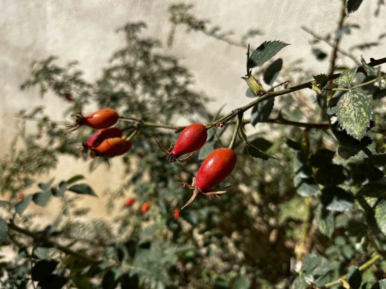 Bayburt’un dağlık bölgelerinde bu yıl kuşburnunun bol olduğu görülüyor. Kış