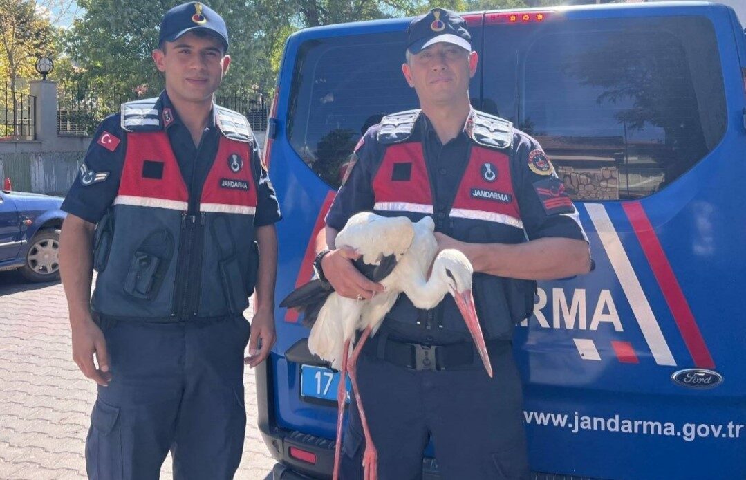 Çanakkale’nin Bayramiç ilçesinde Jandarma ekipleri tarafından bulunan yaralı leylek, tedavisi