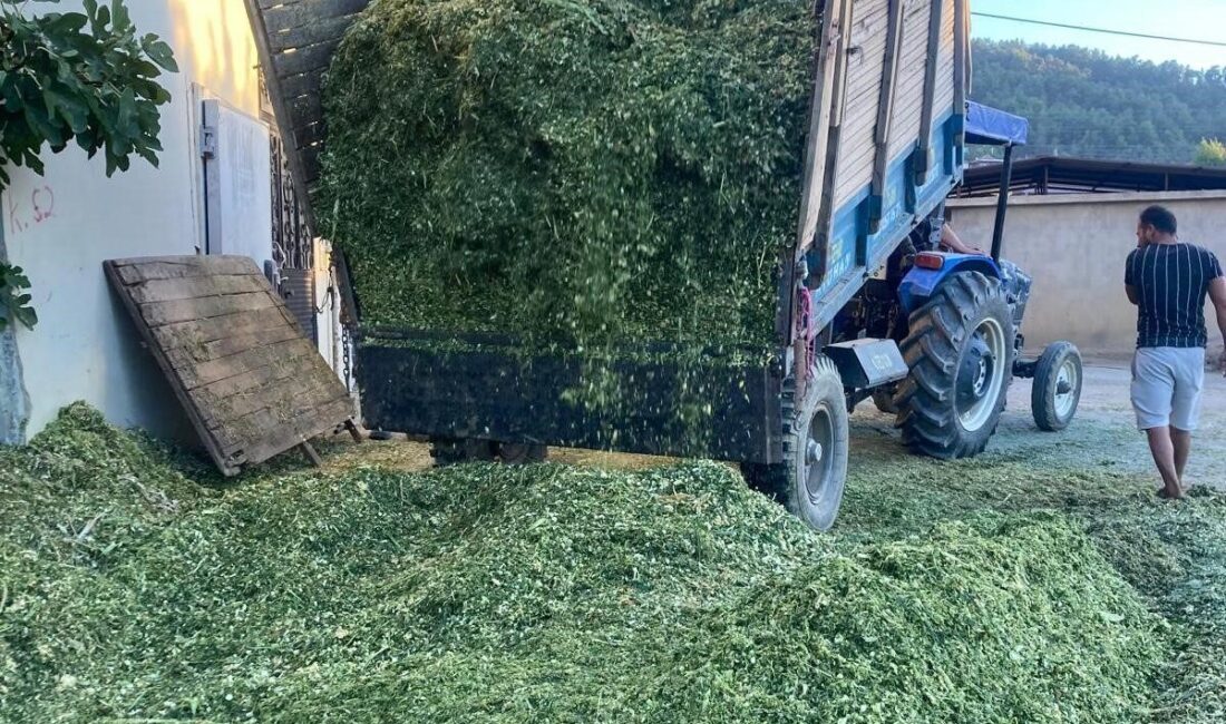 Manisa’nın Sarıgöl ilçesi ve çevresinde besicilik yapan çiftçiler, mısır bitkisinden
