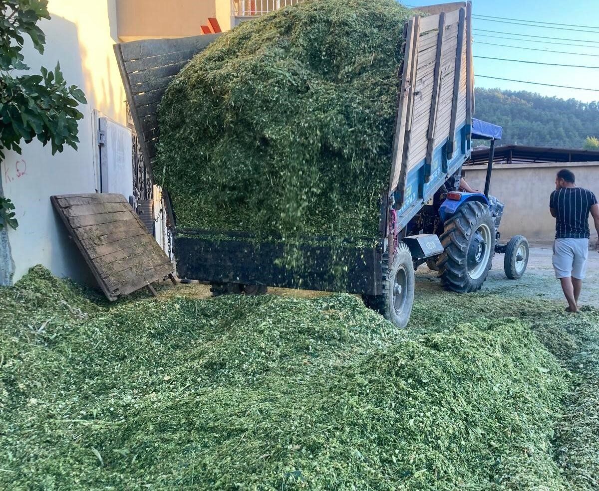 Manisa’nın Sarıgöl ilçesi ve çevresinde besicilik yapan çiftçiler, mısır bitkisinden