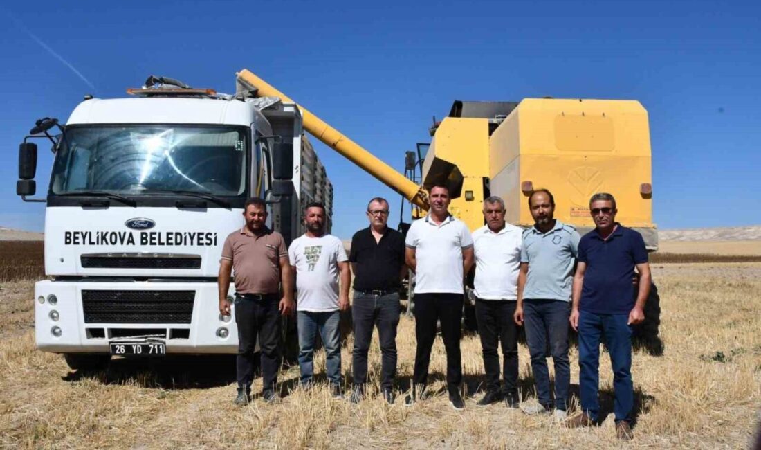 Eskişehir’de Beylikova Belediyesi personeli tarafından ekimi gerçekleştirilen yağlık ayçiçeklerinde hasat