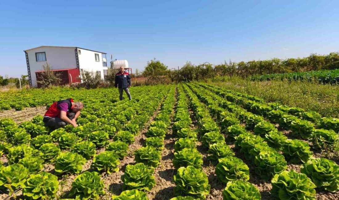 Konya’nın bitkisel üretimde önemli merkezlerinden Beyşehir ilçesinde bulunan meyve ve
