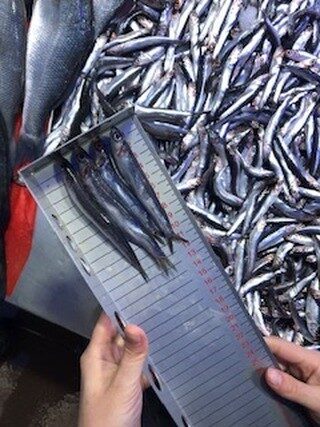 Bilecik İl Tarım ve Orman Müdürlüğü Hayvan Sağlığı, Yetiştiriciliği ve