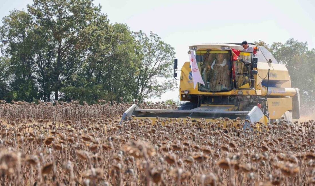 Bilecik’in Taşçılar Köyü’nde yağlık ayçiçeği hasadı başlarken, ekim alanı 60