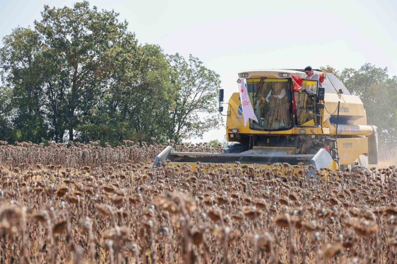Bilecik’in Taşçılar Köyü’nde yağlık ayçiçeği hasadı başlarken, ekim alanı 60