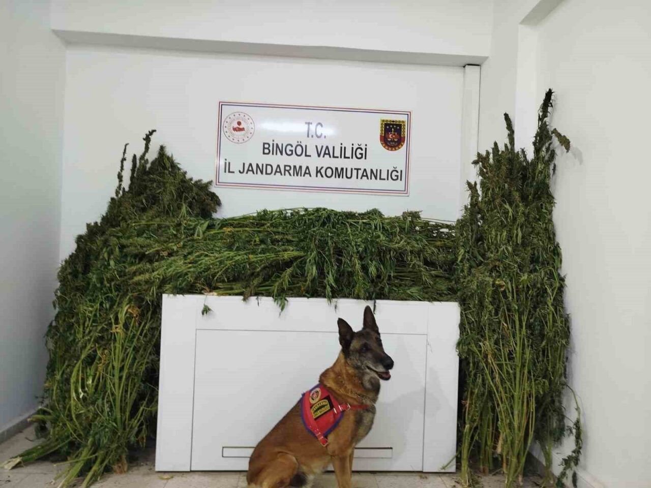 Bingöl’de jandarma ekipleri tarafından yapılan çalışmada, 91 kilo 250 gram