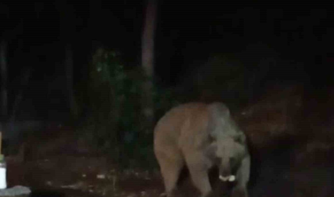 Bingöl’de ayı, şantiye alanına inerek işçilerin yaban hayvanları için bıraktığı