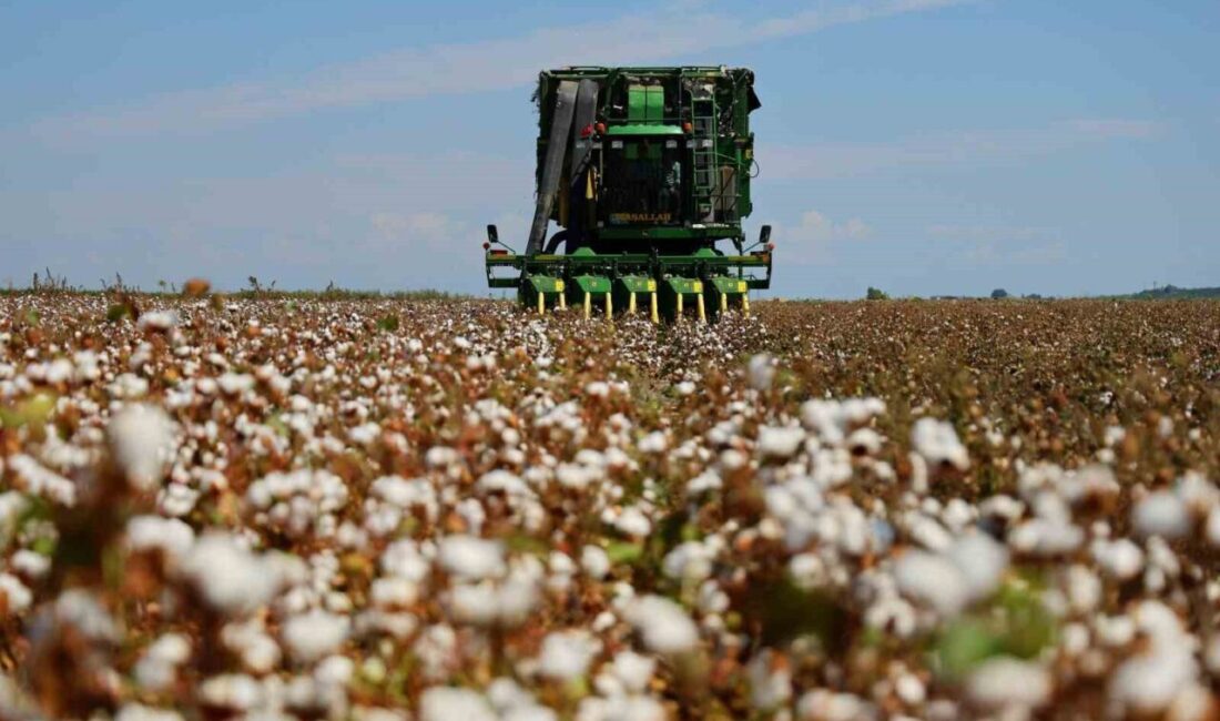 Türkiye’nin önemli tarımsal üretim merkezlerinden Adana’da 124 bin 500 dönüm