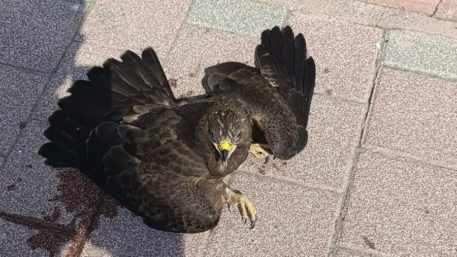 Mersin’in Erdemli ilçesinde belediye personeli, bitkin halde bulduğu şahini doğa