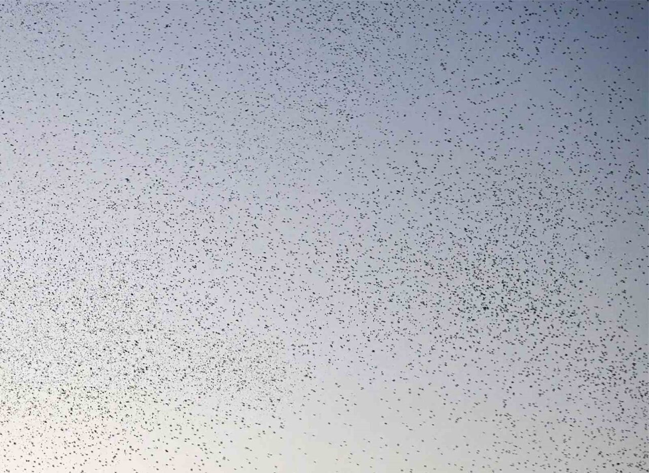 Bitlis’in Güroymak ilçesinin doğal alanlarında akşam üstü müthiş bir doğa