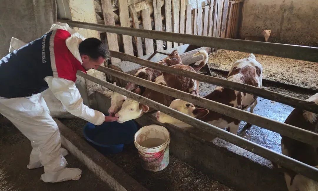 Bitlis Tarım ve Orman Müdürlüğü ekipleri, şap hastalığına karşı il