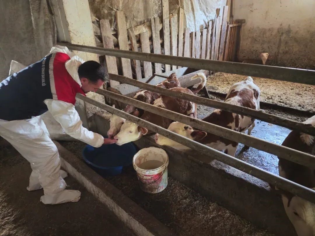 Bitlis Tarım ve Orman Müdürlüğü ekipleri, şap hastalığına karşı il
