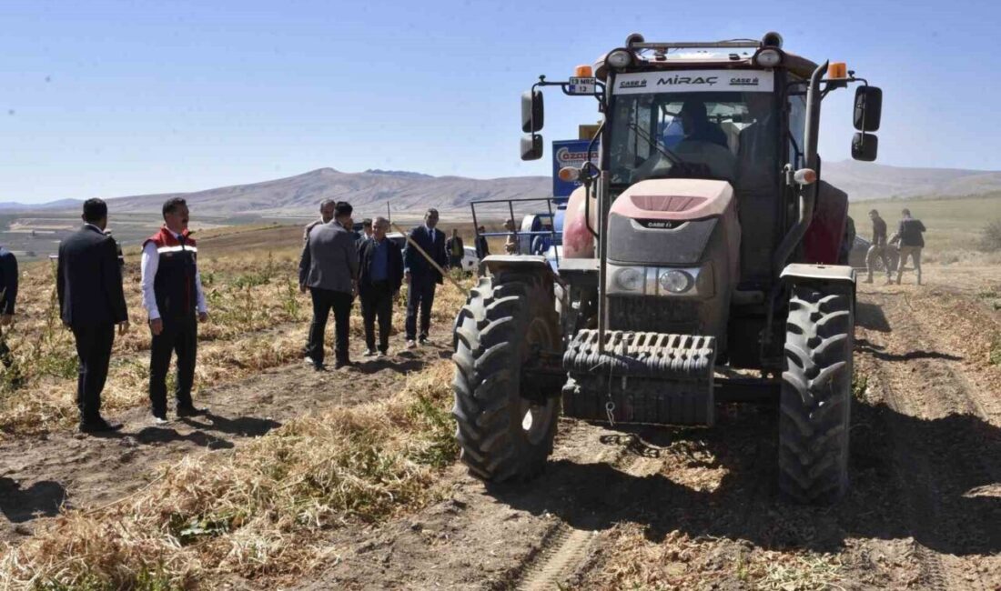 Bitlis’in verimli topraklarında yetişen kuru fasulye, hem çiftçilerin hem de