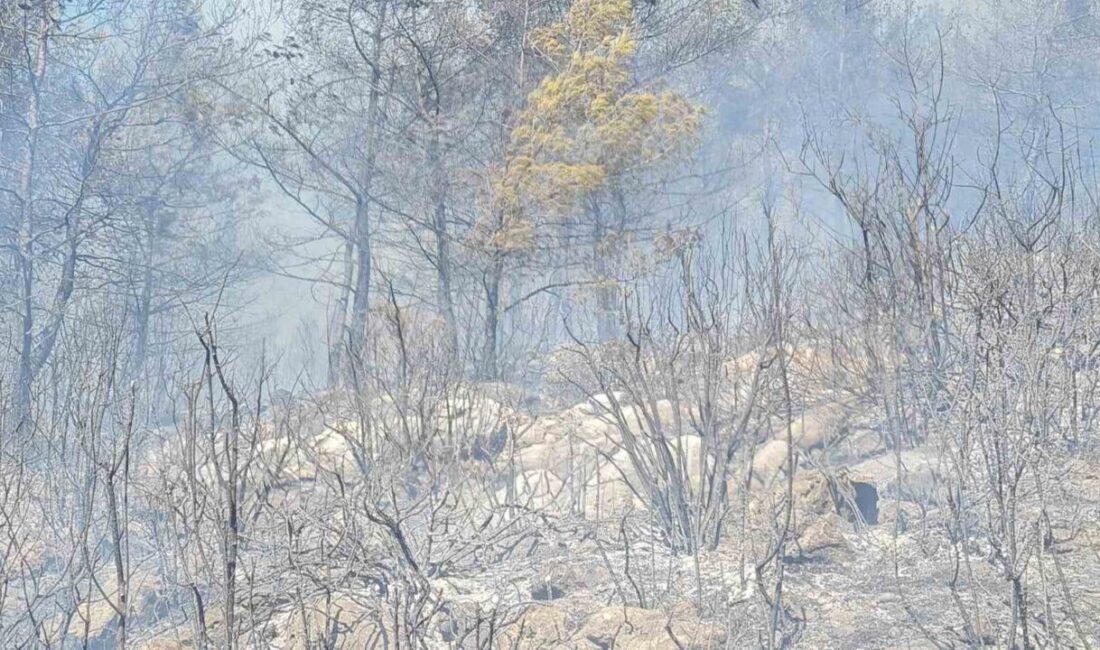 Muğla’nın Bodrum ilçesinde çıkan orman yangınına ekiplerin havadan ve karadan