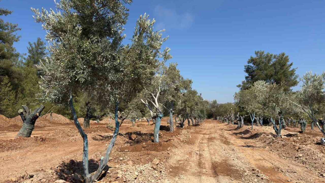 Muğla Milas’ta köylüler santral sahalarında bilimsel yöntemlerle taşınan 151 zeytin