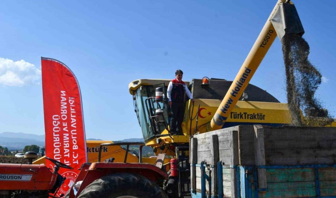 Bolu’da yağlık ayçiçeği hasadı başladı. Bolulu çiftçilerin bu yıl 23