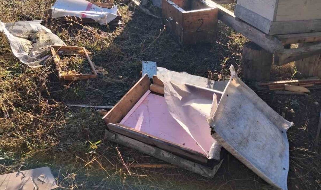 Bolu’da arı kovanlarının bulunduğu bahçeye giren ayı, kovanları parçalayarak çok