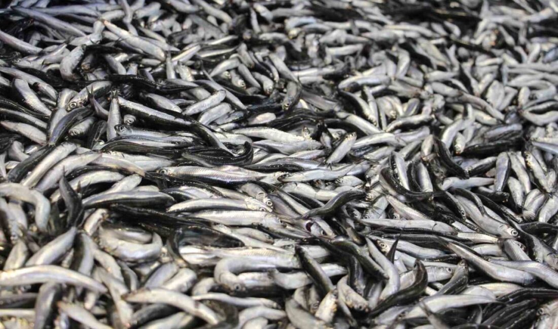 Bolu’da vatandaşların özlemle beklediği hamsi kilosu 200 liradan tezgahlarda yerini