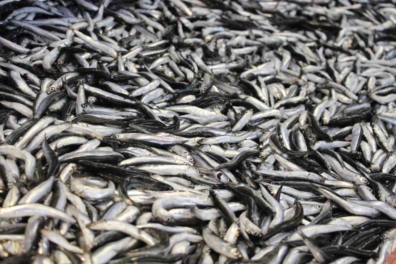Bolu’da vatandaşların özlemle beklediği hamsi kilosu 200 liradan tezgahlarda yerini