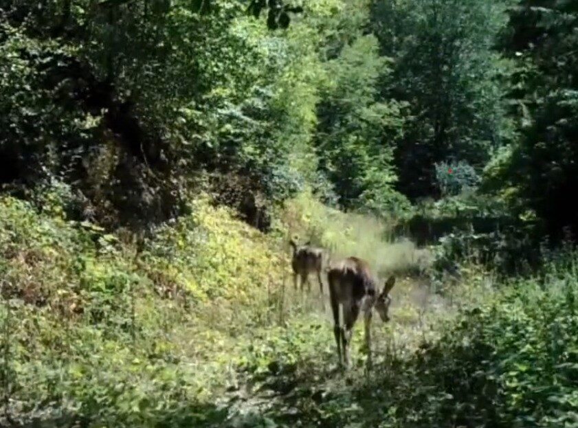 Bolu’da nadir olarak görülen kızıl geyikler, Yedigöller Milli Parkı yolu