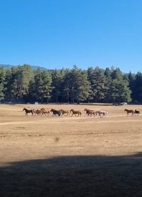 Bolu’da At Yaylası’nda otlayan yılkı atı sürüsüne, ormanlık alandan inen