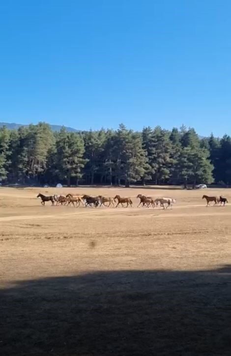 Bolu’da At Yaylası’nda otlayan yılkı atı sürüsüne, ormanlık alandan inen