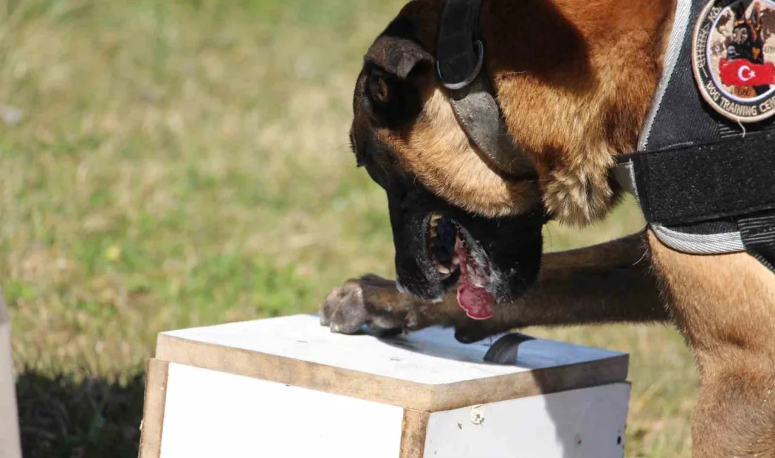 Bolu’da 22-28 Eylül tarihlerinde uyuşturucu satıcılarına yönelik düzenlenen 10 ayrı